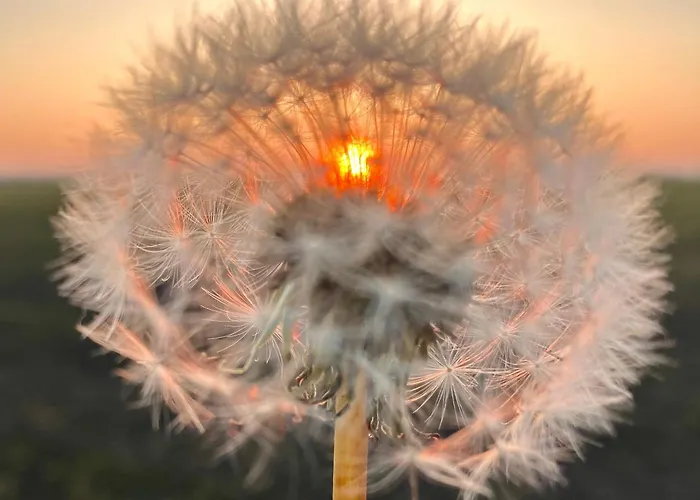 Im Gaenseried דירה *